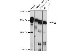 Western blot analysis of extracts of various cell lines, using WWC1 Rabbit pAb (ABIN7271388) at 1:1000 dilution.