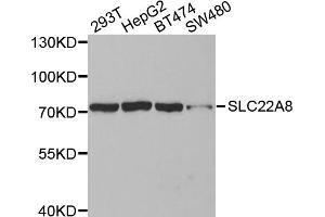 Western blot analysis of extracts of various cell lines, using SLC22A8 antibody (ABIN5971597) at 1:400 dilution. (SLC22A8 antibody)