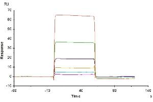 Surface Plasmon Resonance (SPR) image for V-Set Domain Containing T Cell Activation Inhibitor 1 (VTCN1) (AA 33-194) protein (Fc Tag) (ABIN7273962)