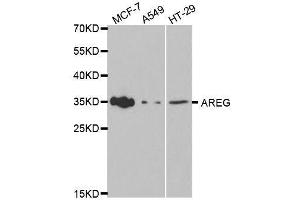 Western blot analysis of extracts of various cell lines, using AREG antibody. (Amphiregulin antibody  (AA 20-252))