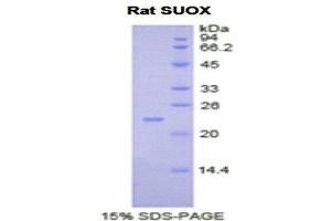 SDS-PAGE (SDS) image for Sulfite Oxidase (SUOX) (AA 89-270) protein (His tag) (ABIN1877681)