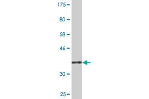 CDY2A antibody  (AA 123-214)