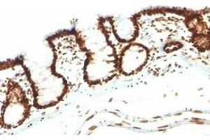 Image no. 1 for anti-Nuclear Antigen antibody (ABIN3023839) (Nuclear Antigen antibody)
