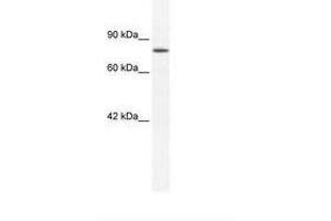 ZNF214 Antikörper  (AA 37-86)