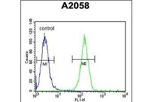XRCC6 Antibody (C-term) (ABIN651280 and ABIN2840167) flow cytometric analysis of  cells (right histogram) compared to a negative control cell (left histogram). (XRCC6 antibody  (C-Term))