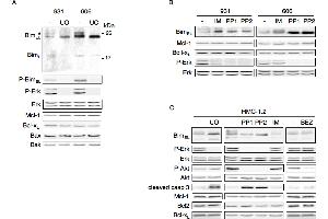 Western Blotting (WB) image for anti-Induced Myeloid Leukemia Cell Differentiation Protein Mcl-1 (MCL1) (Internal Region) antibody (ABIN6657786)