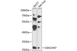 Western blot analysis of extracts of various cell lines, using CE antibody (ABIN6130098, ABIN6138378, ABIN6138379 and ABIN6224138) at 1:1000 dilution. (CEACAM7 antibody  (AA 36-242))