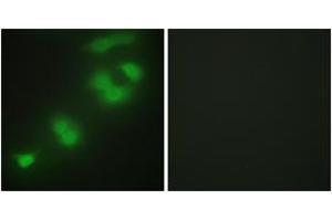 Immunofluorescence analysis of HepG2 cells, using CREBZF Antibody. (CREBZF antibody  (AA 221-270))