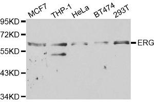 Western blot analysis of extracts of various cell lines, using ERG antibody.