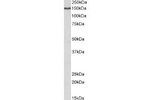 ABIN2613400 (1µg/ml) staining of Human Kidney lysate (35µg protein in RIPA buffer). (CD13 antibody  (AA 79-91))