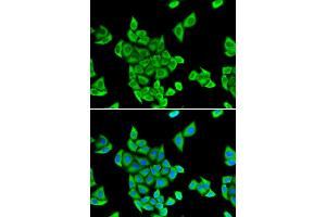Immunofluorescence (IF) image for anti-Cytokine Induced Apoptosis Inhibitor 1 (CIAPIN1) antibody (ABIN1980352)