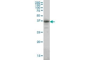 CA8 monoclonal antibody (M01), clone 1F7 Western Blot analysis of CA8 expression in A-549 . (CA8 antibody  (AA 40-139))