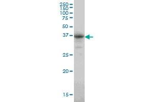 CA8 antibody  (AA 40-139)