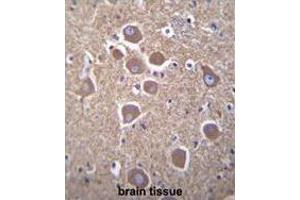 TUBB2B Antibody (N-term) immunohistochemistry analysis in formalin fixed and paraffin embedded human brain tissue followed by peroxidase conjugation of the secondary antibody and DAB staining. (TUBB2B antibody  (N-Term))