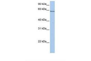 Image no. 1 for anti-Protocadherin alpha 4 (PCDHA4) (AA 601-650) antibody (ABIN6738293) (PCDHA4 antibody  (AA 601-650))