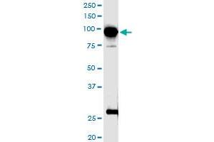 Immunoprecipitation of TTK transfected lysate using anti-TTK MaxPab rabbit polyclonal antibody and Protein A Magnetic Bead , and immunoblotted with TTK purified MaxPab mouse polyclonal antibody (B01P) . (Mps1 antibody  (AA 1-857))