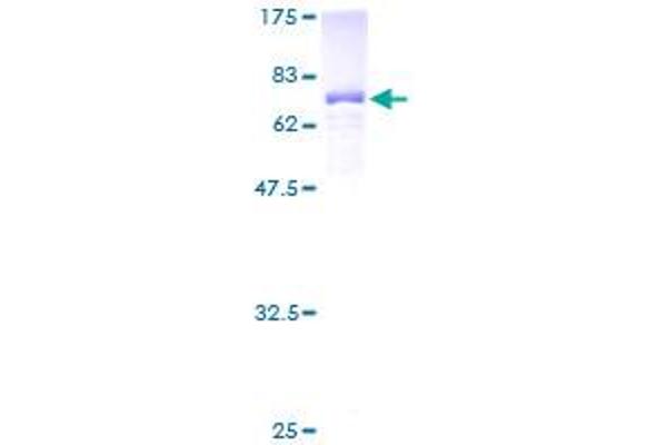 UBA3 Protein (AA 1-463) (GST tag)