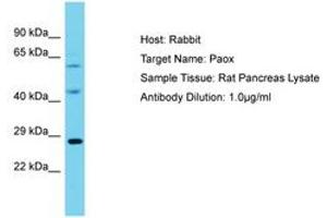 Image no. 1 for anti-Polyamine Oxidase (Exo-N4-Amino) (PAOX) (AA 101-150) antibody (ABIN6750341)