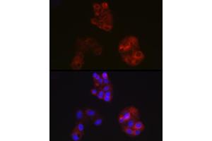 Immunofluorescence analysis of HepG2 cells using  Rabbit pAb (ABIN3021494, ABIN3021495, ABIN3021496 and ABIN6215152) at dilution of 1:100 (40x lens). (APOA1 antibody  (AA 20-267))
