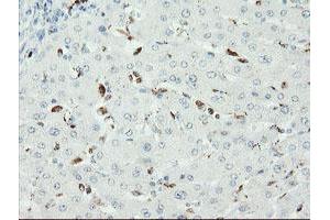 Image no. 4 for anti-SUMO1/sentrin/SMT3 Specific Peptidase 2 (SENP2) (AA 139-523) antibody (ABIN1490924) (SENP2 antibody  (AA 139-523))