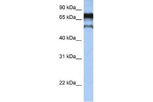 Western Blotting (WB) image for anti-Zinc Finger Protein 780B (ZNF780B) antibody (ABIN2459395) (ZNF780B antibody)