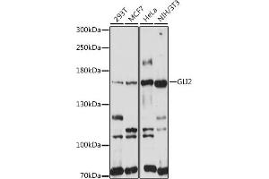 Western blot analysis of extracts of various cell lines, using GLI2 antibody (ABIN7267384) at 1:1000 dilution. (GLI2 antibody)