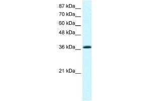WB Suggested Anti-KLF1 Antibody Titration:  2. (KLF1 antibody  (Middle Region))