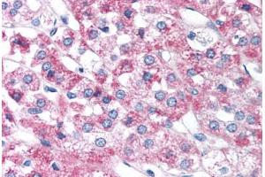 Human Adrenal (formalin-fixed, paraffin-embedded) stained with FOXD3 antibody ABIN214753 at 5 ug/ml followed by biotinylated goat anti-rabbit IgG secondary antibody ABIN481713, alkaline phosphatase-streptavidin and chromogen. (FOXD3 antibody  (AA 257-306))