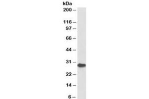 Western blot testing of bone marrow lysate with PDCD1 antibody at 1ug/ml. (PD-1 antibody)