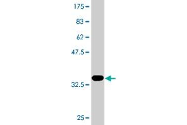 PACSIN2 antibody  (AA 368-428)