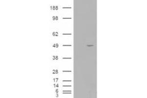 STRADB antibody  (C-Term)