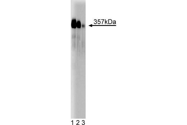 CENPF Antikörper  (AA 209-381)