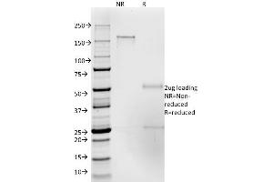 SDS-PAGE Analysis Purified CD50 Mouse Monoclonal Antibody (186-2G9). (ICAM-3/CD50 antibody)