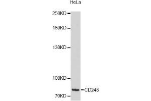 Western blot analysis of extracts of HeLa cells, using CD248 antibody (ABIN6292678) at 1:3000 dilution. (CD248 antibody)