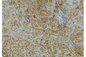 ABIN6272984 at 1/100 staining Mouse kidney tissue by IHC-P. (UGT2B7 antibody)