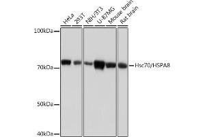 Western blot analysis of extracts of various cell lines, using Hsc70/HSP Rabbit mAb (ABIN7267583) at 1:1000 dilution. (Hsc70 antibody)