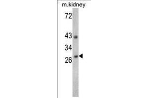 Image no. 1 for anti-Endonuclease G (ENDOG) (C-Term) antibody (ABIN452960) (Endonuclease G antibody  (C-Term))