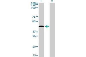 Western Blot analysis of C5R1 expression in transfected 293T cell line by C5R1 monoclonal antibody (M02), clone 4E2. (C5AR1 antibody  (AA 1-350))