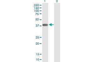 Western Blot analysis of NKD2 expression in transfected 293T cell line by NKD2 MaxPab polyclonal antibody. (NKD2 antibody  (AA 1-311))