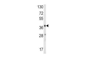 Western blot analysis of HAO1 Antibody (Center) (ABIN652546 and ABIN2842367) in mouse liver tissue lysates (35 μg/lane). (HAO1 antibody  (AA 157-185))