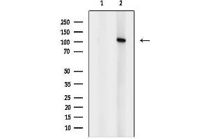 anti-ADAM Metallopeptidase Domain 19 (Adam19) (C-Term) antibody