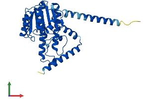 AlphaFold protein structure predicition of Human Recombinant HSD17B12 Protein, UniprotID Q53GQ0 (HSD17B12 Protein (AA 1-312) (His tag))