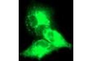 Anti-KCNJ3 mouse monoclonal antibody (ABIN2455489) immunofluorescent staining of COS7 cells transiently transfected by pCMV6-ENTRY KCNJ3 (RC205322). (KCNJ3 antibody  (AA 279-501))