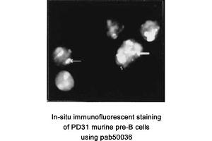 Image no. 1 for anti-Nucleolin (NCL) (AA 284-709) antibody (ABIN363345) (Nucleolin antibody  (AA 284-709))