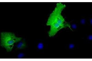 Anti-MPP3 mouse monoclonal antibody (ABIN2453326) immunofluorescent staining of COS7 cells transiently transfected by pCMV6-ENTRY MPP3 (RC208903). (MPP3 antibody)