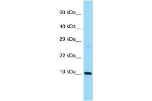 Sumo3 Antibody - N-terminal region  validated by WB using Mouse Heart lysate at 1ug/ml. (SUMO3 antibody  (N-Term))