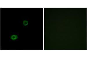 Immunofluorescence analysis of A549 cells, using MRGX4 Antibody. (MRGPRX4 antibody  (AA 271-320))