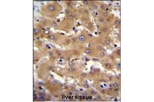 PHF12 Antibody (C-term) (ABIN655082 and ABIN2844716) immunohistochemistry analysis in formalin fixed and paraffin embedded human liver tissue followed by peroxidase conjugation of the secondary antibody and DAB staining. (PHF12 antibody  (C-Term))