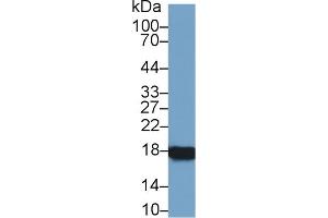 Western Blot; Sample: Rat Ovary lysate; Primary Ab: 1µg/ml Rabbit Anti-Rat CYPA Antibody Second Ab: 0.