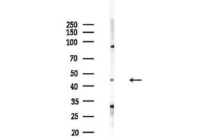 anti-Platelet-Activating Factor Acetylhydrolase 2, 40kDa (PAFAH2) (Internal Region) antibody